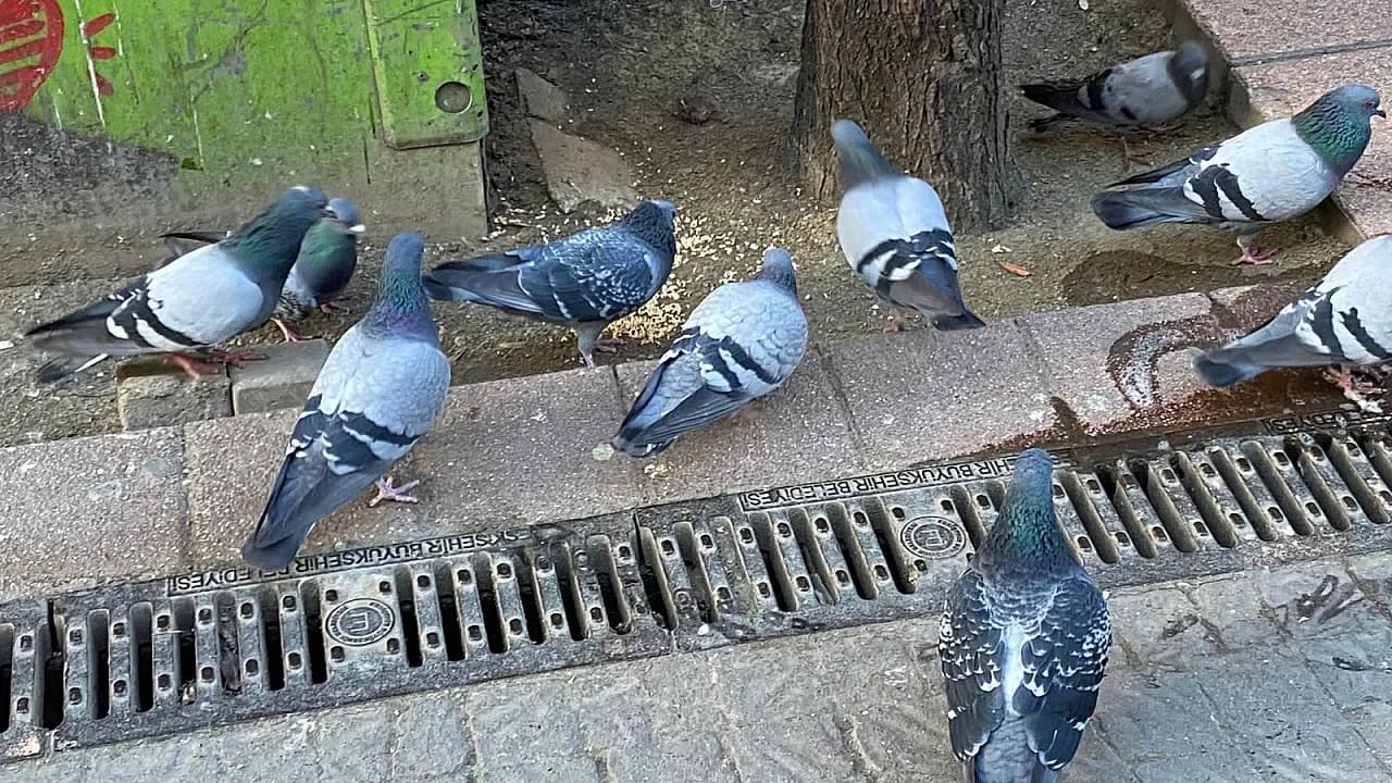 Eskişehir’de Kara Kışa ‘İnsanlık’ Kalkanı: Sokak Canları İçin Battaniye Seferberliği